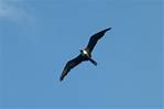 (04) Dscf1257 (magnificent frigatebird).jpg    (950x633)    139 KB                              click to see enlarged picture